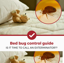 PPSurya Bed Bugs Pest Control Services
