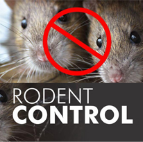 Rodents Pest Control Services near me | Ppsurya