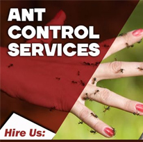 ANT PEST CONTROL SERVICE