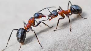 Ants Pest Control