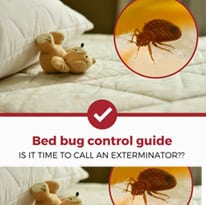 bed bugs pest control