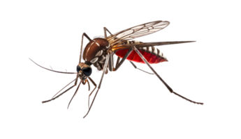 bloodsucker mosquito isolated on transparent background file png